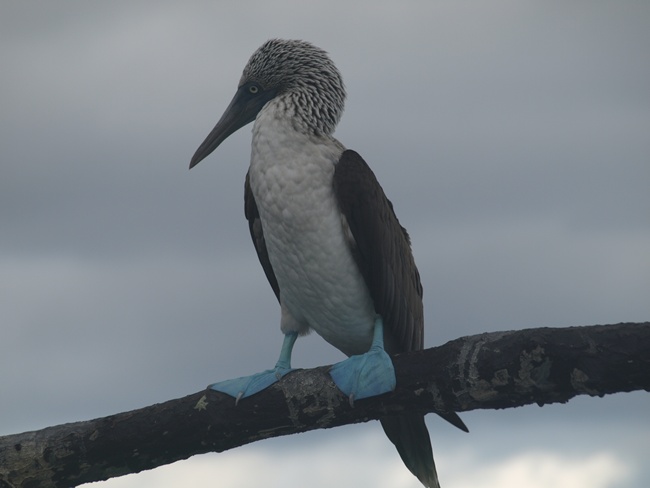 ../../Pictures/050210/064 Blaufuss Toelpel.JPG